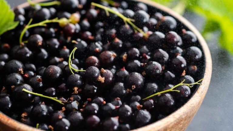 Kuş üzümünde keşfedilen yeni molekül, kafeinin yerini alabilir mi?