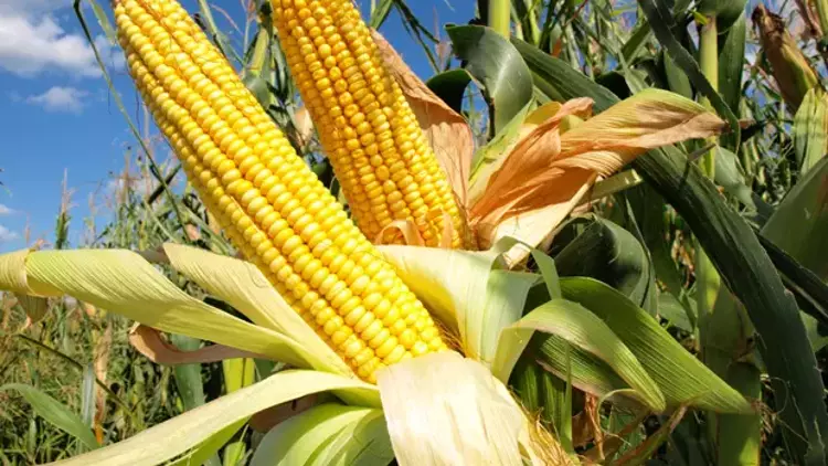 (SPD) Başkanı Yıldız: Tarımsal üretim planlaması ve su yönetimi yeniden yapılanmalı, birlikte ele alınmalı