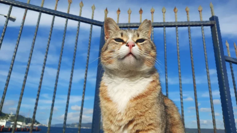 Türkiye’nin kedileri dünya gündeminde: ‘Bu yakınlık büyüleyici’