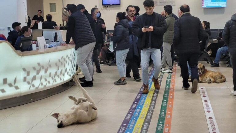 Bakanlık harekete geçti: Sağlık tesislerinde sahipsiz köpek kalmayacak