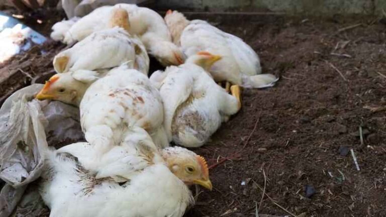 Kuş gribi, fark edilmeden insanlara bulaşıyor