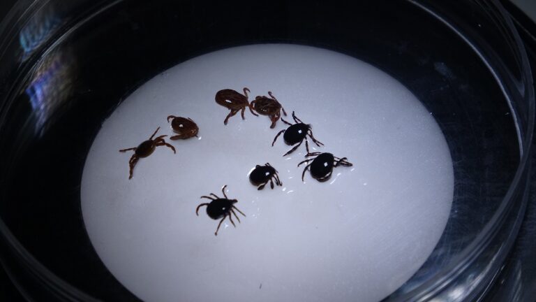 Kene vakalarında yanlış uygulamalar ölümcül sonuçlar doğurabiliyor…