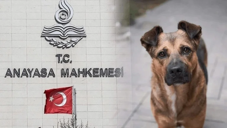 CHP’den Hayvanları Koruma Kanunu’na Alternatif Teklif: “Yaşam Hakkı İçin Direneceğiz”…