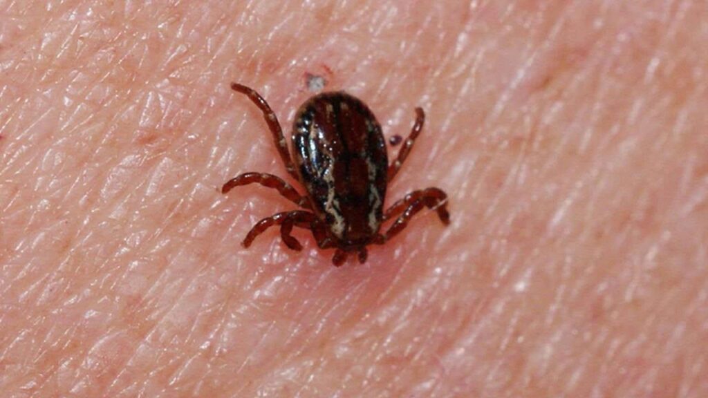 Sivas Valiliği, mevsim ve çevresel faktörlerin etkisiyle dönemsel artış gösteren ‘Kene’ uyarısında bulundu…