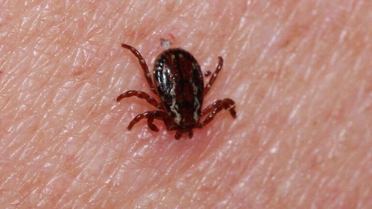 Sivas Valiliği, mevsim ve çevresel faktörlerin etkisiyle dönemsel artış gösteren ‘Kene’ uyarısında bulundu…