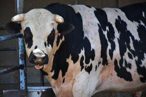 Gazeteci Fatima Çelik, İstanbul’da kurban pazarı: ‘Büyükbaş hayvan, kasaptan ucuza geliyor’