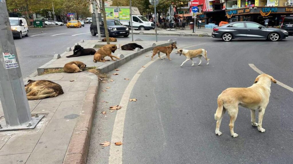 Hayvanseverlerin bağışlarını zimmete geçiren 10 şüpheli tutuklandı