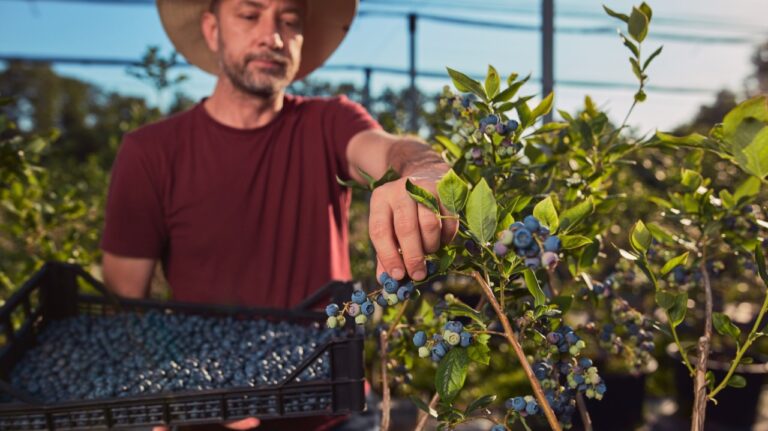 Sanal tohumlar, gerçek hasatlar
