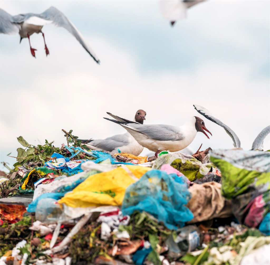 WWF’ten plastik kirliliğine karşı güçlü ve hukuken bağlayıcı bir küresel anlaşma çağrısı