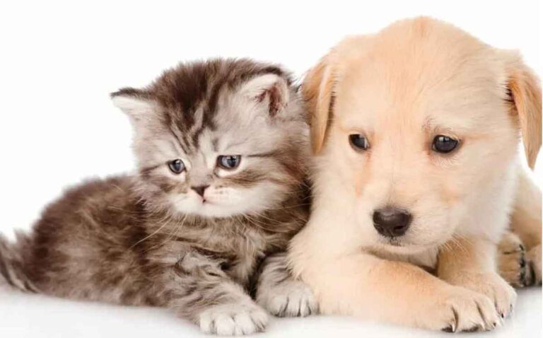 İnternet aramalarında kediler, köpekleri geride bırakıyor