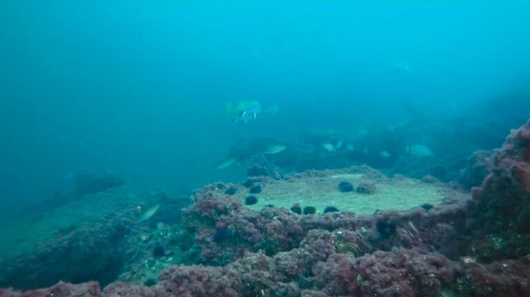 İzmit Körfezi’nde muhteşem görüntüler; Başkan Büyükakın paylaştı