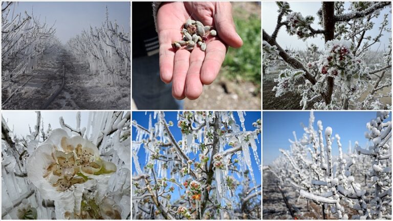 Türkiye Büyük Millet Meclisi (TBMM) Zirai Don Olayını Araştırma Komisyonu, gelecek hafta son toplantısını yapacak.