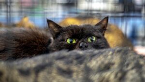 Yeni Zelanda 2050’ye kadar 2.5 milyon kediyi öldürecek