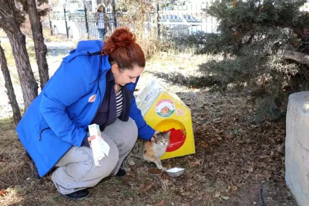Erzurum’da sokak kedileri unutulmadı!