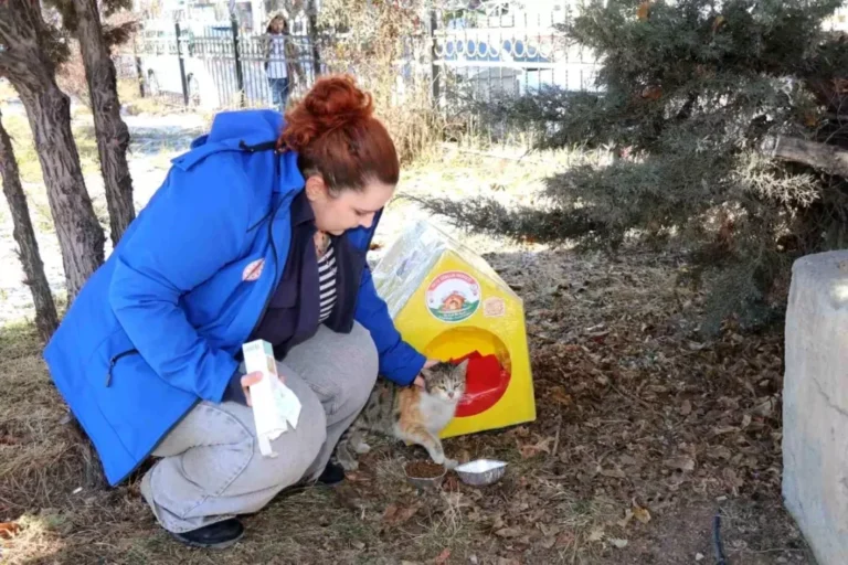 Erzurum’da sokak kedileri unutulmadı!