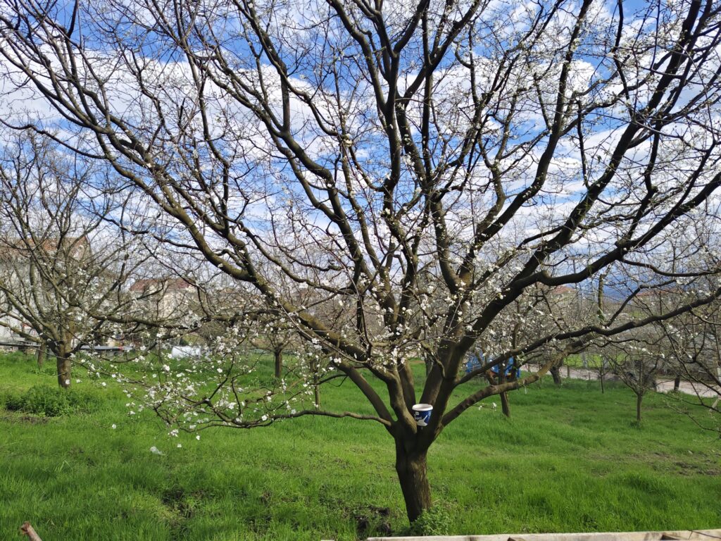 Kocaeli’n Kartepe ilçesinde Erik Ağaçları “Yalancı Bahar”a Aldandı” Erikler yanarsa bizde yanarız”
