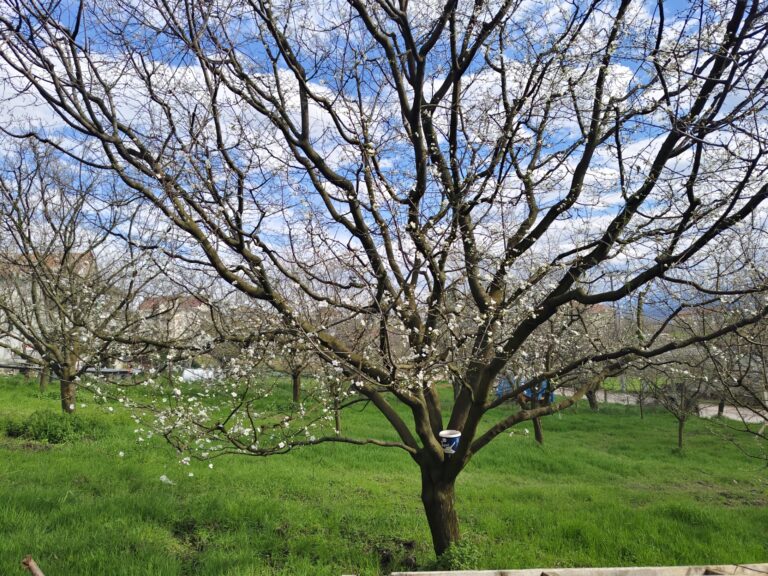 Kocaeli’n Kartepe ilçesinde Erik Ağaçları “Yalancı Bahar”a Aldandı” Erikler yanarsa bizde yanarız”