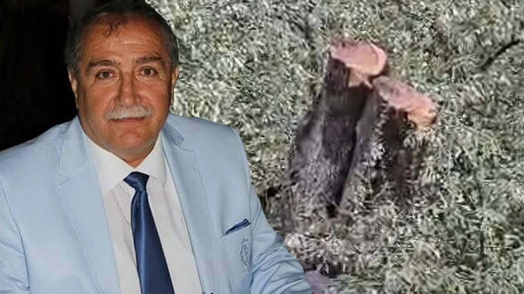 Filistin’de İsrail’in yaptığı gibi CHP’li Milas İlçe Başkanı Ahmet Kılbey’den iş makanasıyla Asırlık Ağaç Katlimı!