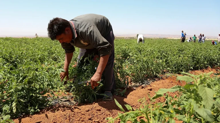 Avrupa’da tarım işçisi açığı: Yunanistan Mısır’dan 5 bin işçiyi istihdam edecek