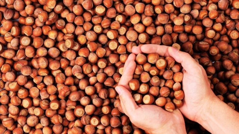 Sürdürülebilirlik Akademisi ve Ferrero Fındık tarafından düzenlenen Sürdürülebilir Fındık Zirvesi’nde, iyi tarım ve iyi sosyal uygulama örnekleri paylaşıldı